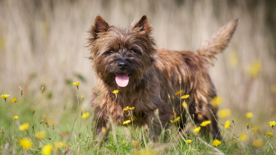 Famous Dogs Throughout History Purina New Zealand
